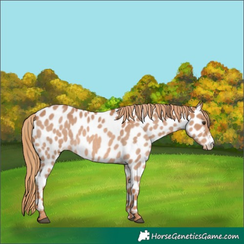 Horse Color:Red Roan Appaloosa 