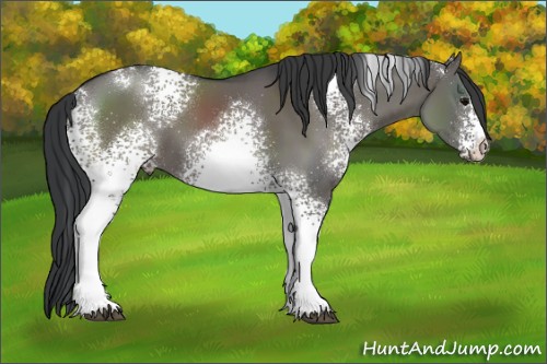 Horse Color:White Spotted Grullo 