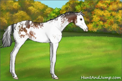 Horse Color:White Spotted Brown Sabino Splash Blanket 