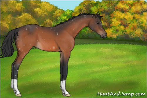 Horse Color:Bay 