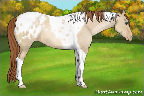Horse Color:Smoky Grullo Pearl Tobiano Blanket 