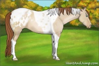 Horse Color:Smoky Grullo Pearl Tobiano Appaloosa