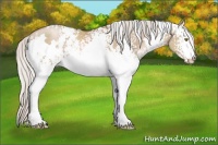 Horse Color:White Spotted Silver Grullo Pearl 