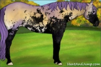 Horse Color:Void Watercolor Grullo Onyx Sabino Varnish 