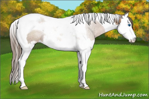 Horse Color:Black Pearl Splash Tobiano Rabicano 