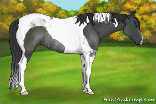 Horse Color:Black Tobiano Rabicano 