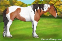 Horse Color:Brown Tobiano Rabicano