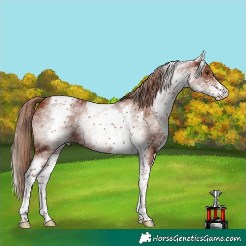 Horse Color:White Spotted Chestnut Tobiano 