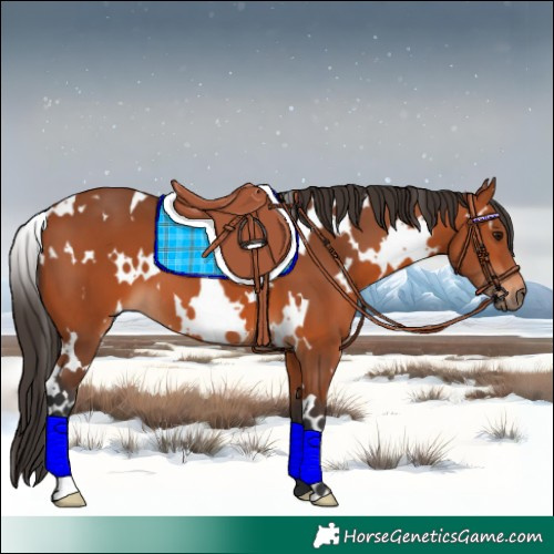 Horse Color:White Spotted Bay 