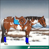 Horse Color:White Spotted Bay