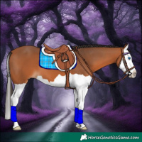Horse Color:Bay Splash