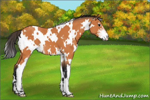 Horse Color:White Spotted Bay Sabino 