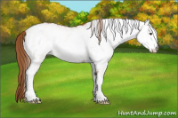 Horse Color:White Spotted Chestnut 