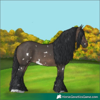 Horse Color:White Spotted Brown Dun 
