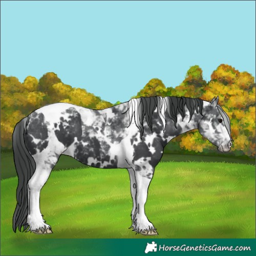 Horse Color:White Spotted Black Tobiano Varnish 