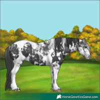 Horse Color:White Spotted Black Tobiano Appaloosa