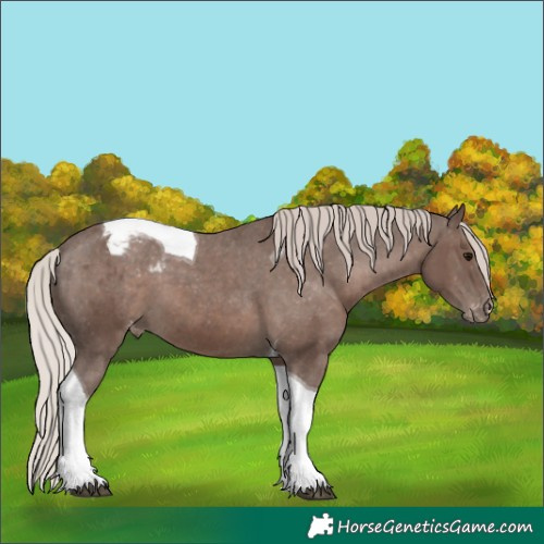 Horse Color:Silver Black Tobiano Appaloosa 