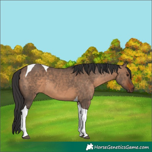 Horse Color:Brown Dun Tobiano 