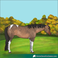 Horse Color:Brown Dun Tobiano 