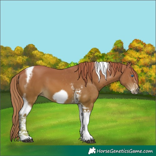 Horse Color:Chestnut Tobiano Frame