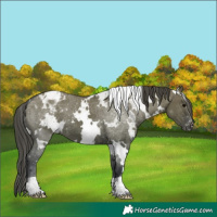 Horse Color:White Spotted Grullo Varnish 