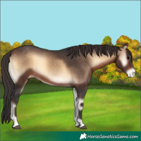 Horse Color:Brown Onyx Appaloosa 