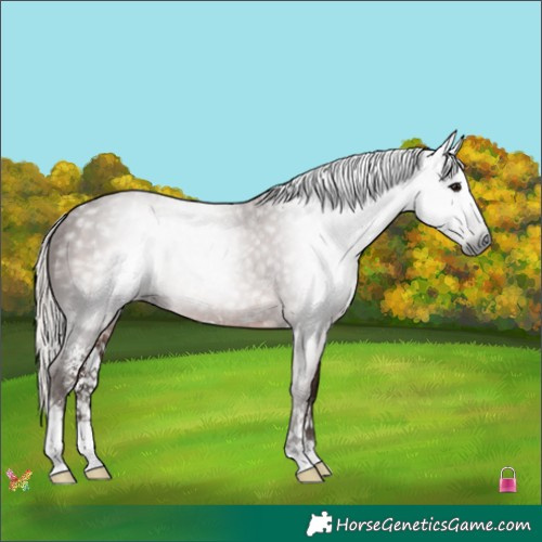 Horse Color:Gray Silver Black Sabino 