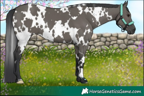 Horse Color:White Spotted Grullo