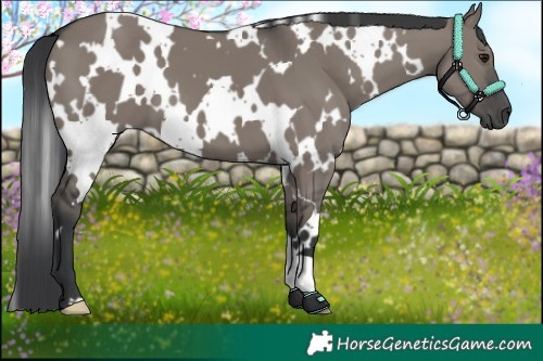 Horse Color:White Spotted Grullo 
