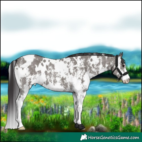 Horse Color:White Spotted Smoky Grullo Sabino