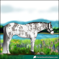Horse Color:White Spotted Smoky Grullo Sabino 