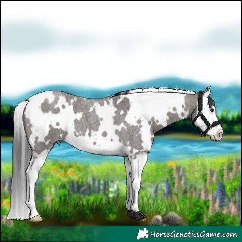 Horse Color:White Spotted Grullo Roan Splash 