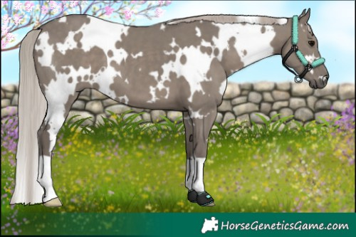Horse Color:White Spotted Silver Grullo 