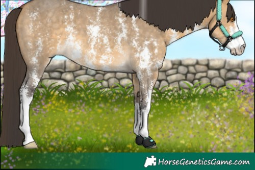 Horse Color:Buckskin Dun Sabino 