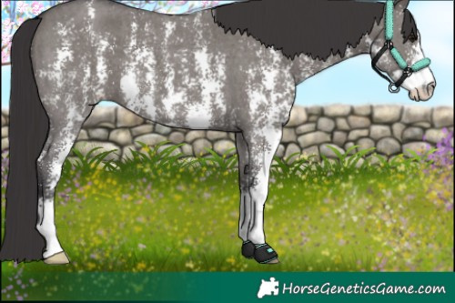 Horse Color:Smoky Grullo Sabino 