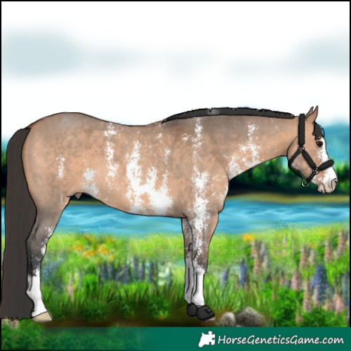 Horse Color:Bay Dun Sabino 