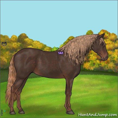 Horse Color:Liver Chestnut Rabicano 