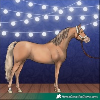 Horse Color:Gold Champagne
