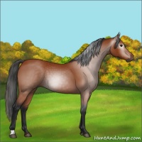 Horse Color:Unknown 