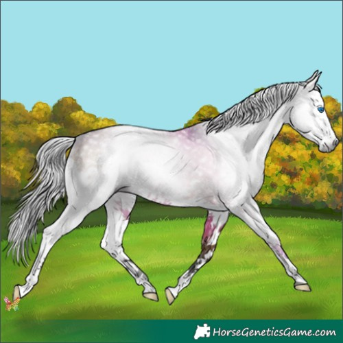 Horse Color:Gray Liver Red Dun Splash 
