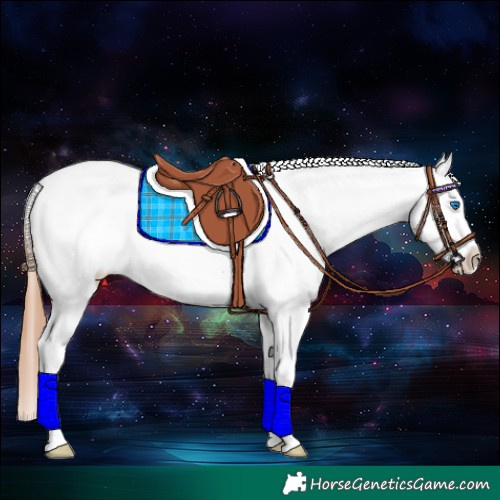 Horse Color:White Spotted Bay Dun Splash Blanket