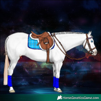 Horse Color:White Spotted Bay Dun Splash Appaloosa 
