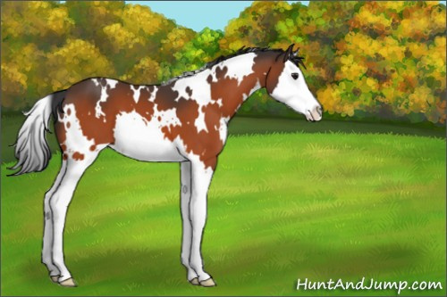 Horse Color:White Spotted Brown Splash 