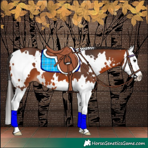 Horse Color:White Spotted Bay Splash 