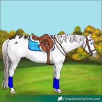 Horse Color:Brown Splash Appaloosa