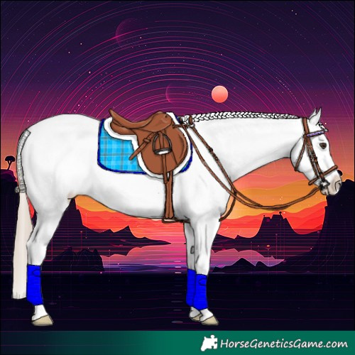 Horse Color:Chestnut Splash Appaloosa 