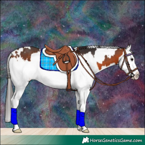Horse Color:White Spotted Bay Splash 