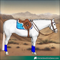 Horse Color:Chestnut Appaloosa 