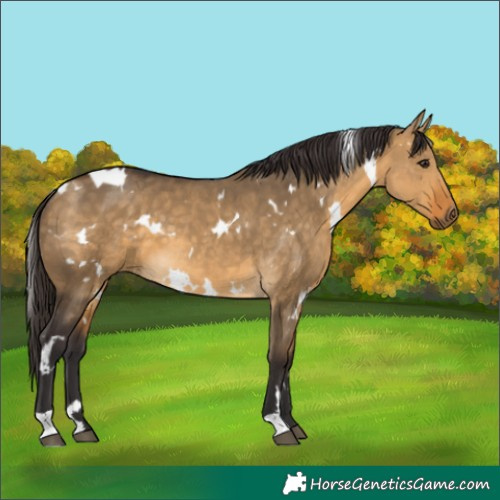Horse Color:White Spotted Buckskin Dun 