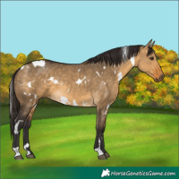Horse Color:White Spotted Buckskin Dun 